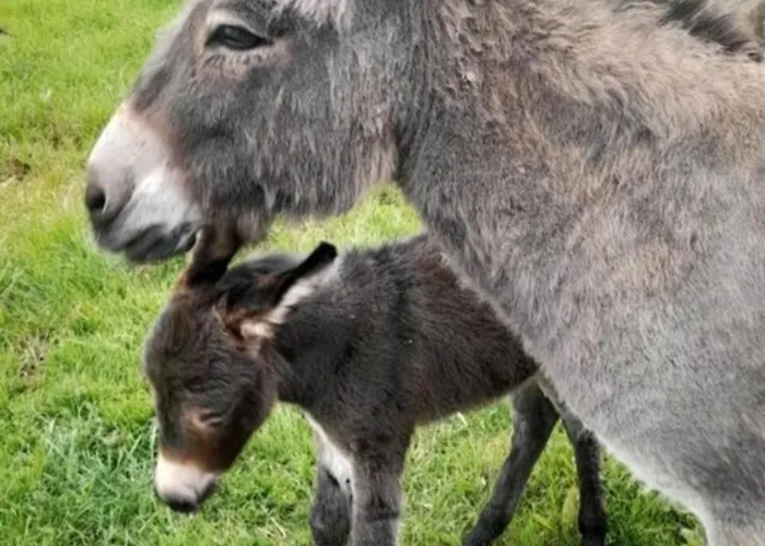 Lena Lejlighed Hanerau-Hademarschen